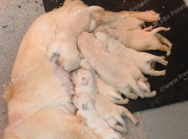 Golden retriever puppies KC reg