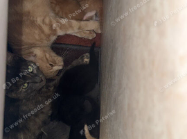 2 week old kittens looking for their home!!!