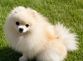 Two years old mini pomeranian