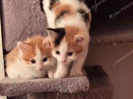 2 female kittens