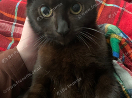 2 cats for sale mother and son