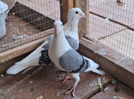 Saddleback racer