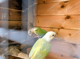 Pair of conuers and trio of cockatiel two males and one female cockatiel