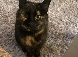 Tabitha needs a quiet forever home