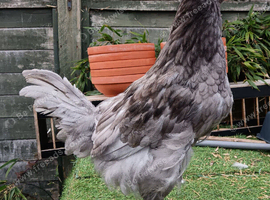 Young Rooster