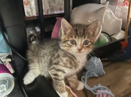 4 kittens