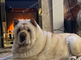 Chow chow cream girl