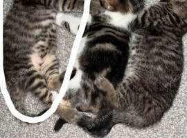 On boy kitten
