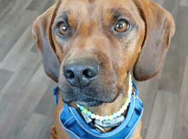 Mixed breed boy