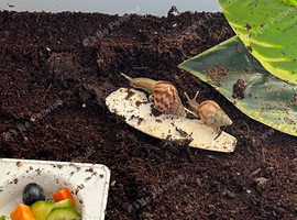 Giant African land snail babys (wild type colour)