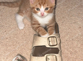 2 little ginger boys