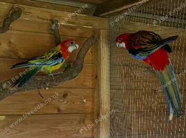 Breeding pair of rosella