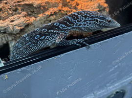 1.1 blue tree monitor pair