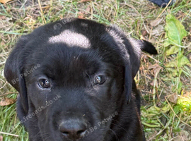 Beautiful Cockador Puppies &ndash; Ready Now