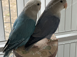 Hi for sale my lovely lovebirds pair sky blue and lilac very healthy and active