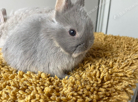 NEW Netherland Dwarf purebred baby Rabbits
