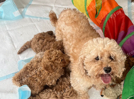 Stunning Cavapoochon puppies