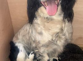 Sprocker spaniels