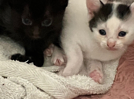 Kittens
