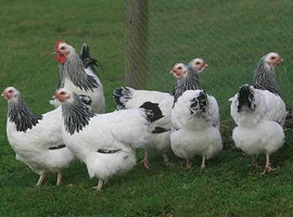 Light Sussex point of lay pullets