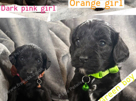 Beautiful litter of corkiepoos