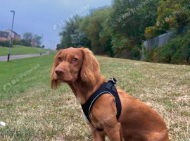 6 month old male working cocker spaniel