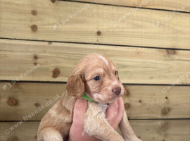 Cockapoo