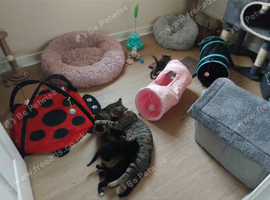 Kittens
