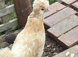Bearded polish hen
