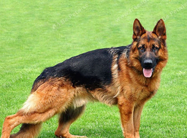 German shepherd female