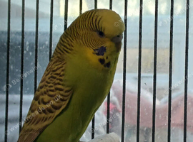 Bright green hen