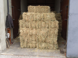 Hay small square bales