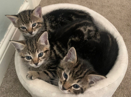 Beautiful kittens