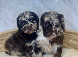 5 Toy Poodle Puppies