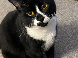 Intact male tuxedo