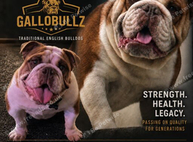 Traditional English bulldog Stud service only