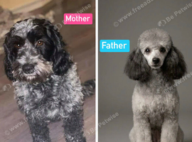F1B Cockpoo Puppies