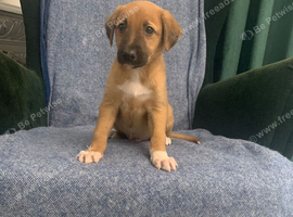 Ready now - Blue Merle Collie X Lurcher puppies
