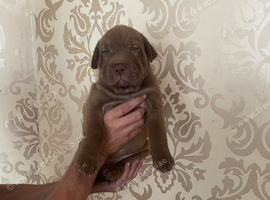shar pei x mastiff/german shepard