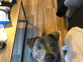 3 year old blue female staff