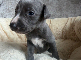 Beautiful whippet puppies now being reserved
