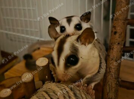 Sugar glider