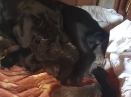 cane corso pups.