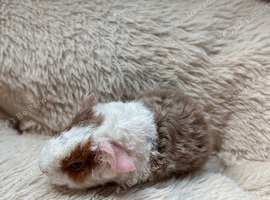 Lovely teddy guinea pigs for sale
