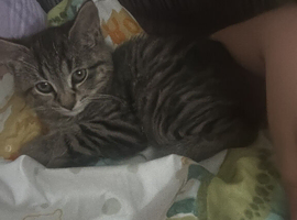 Male kitten