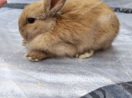 Baby mini lops