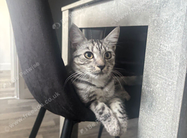 Cat for sale