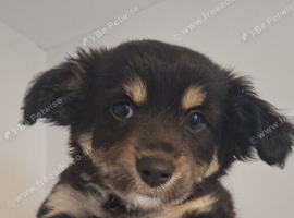 Chihuahua X Boarder Collie