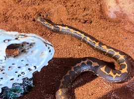 2 Sand boas for sale