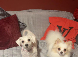 Male Pom